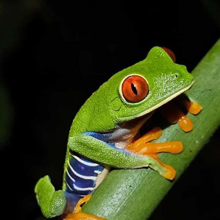 Casa Artavia Villa Tortuguero Eksteriør bilde