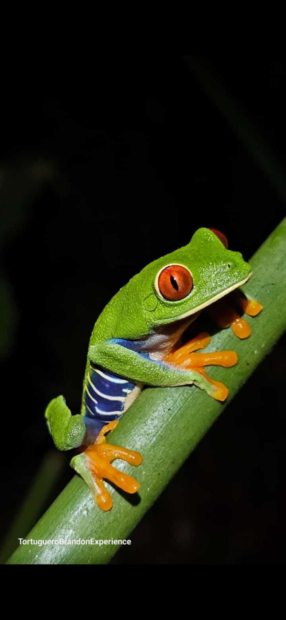 Casa Artavia Villa Tortuguero Eksteriør bilde